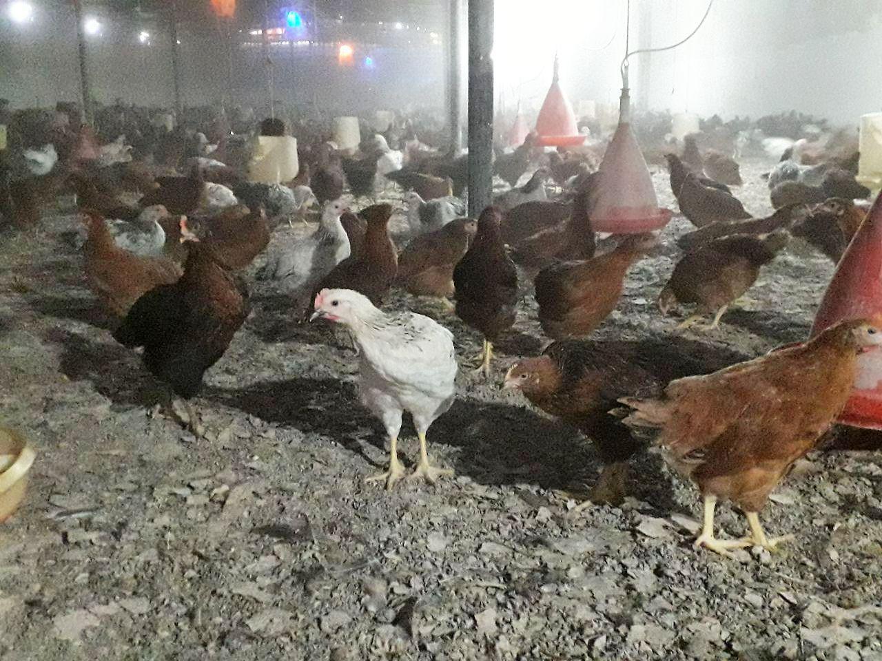 مرغ تخمگذار محلی فروشی - سپید طیور